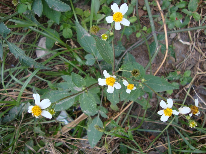 Bidens pilosa